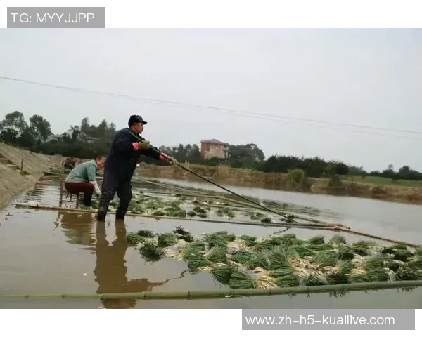 疯三八强战：休斯顿大学成功晋级四强分区头名齐聚争冠之路